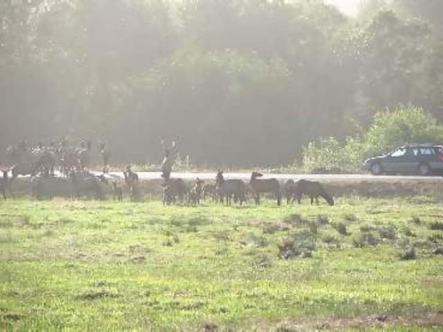 July

Elk herd visiting the campground
Trinidad, California