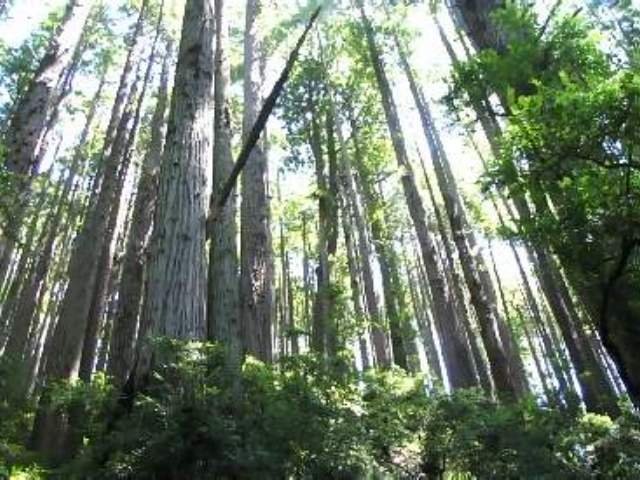 July

Tallest trees in the world
Redwoods National Park, California