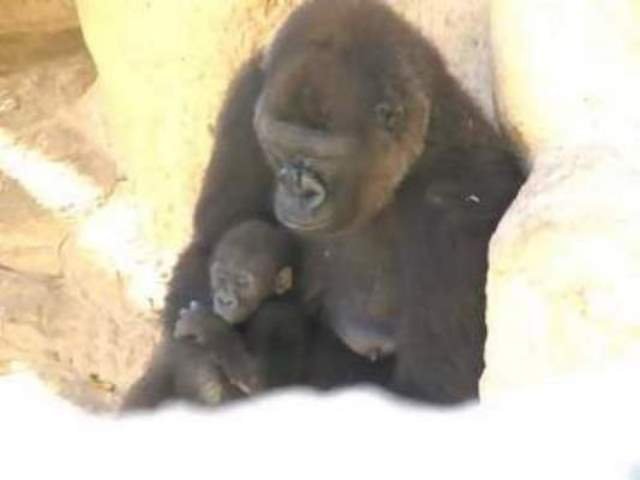 February

Gladys Porter Zoo
Brownsville, Texas
