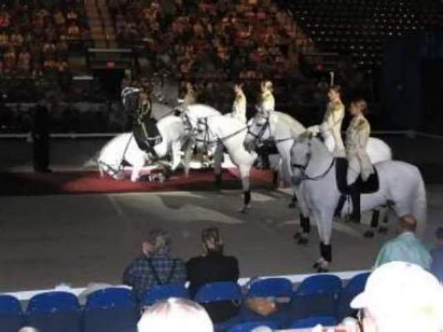 February

Lipizzaner Stallions performing at the Dodge Arena
Hildago, Texas