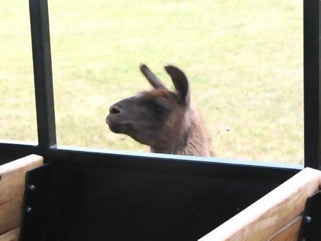 June

Llama loking for a hand-out on the tour train at the Terry Bison Ranch
Cheyenne, Wyoming