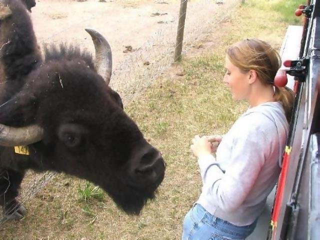 June

Bison being fed by the tour guide at the Terry Bison Ranch
Cheyenne, Wyoming