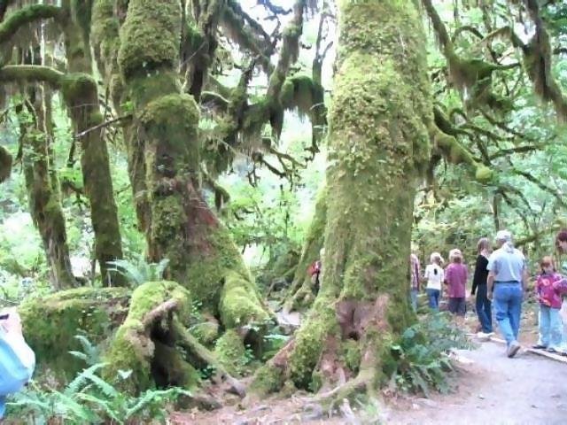 August

HOH Rain Forest
Olympia National Park, Washington State 